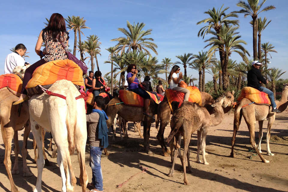 Camel Riding Camel Ride Marrakech Best Place For Camel